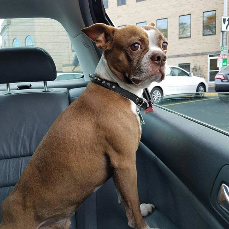 Spiked Dog Collar (Leather, Adjustable)