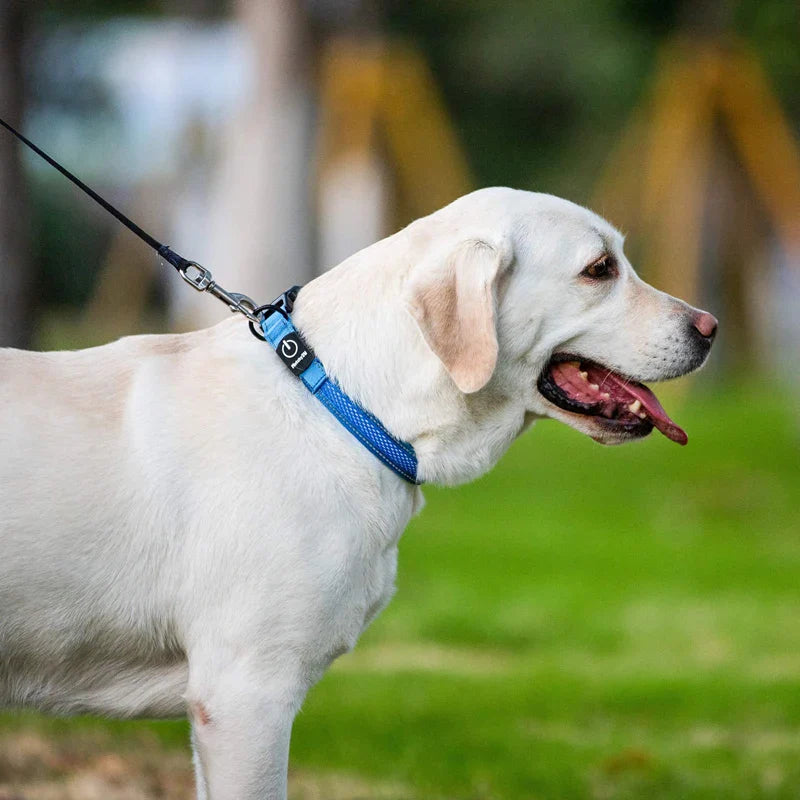 USB Charge LED Reflective Dog Collar