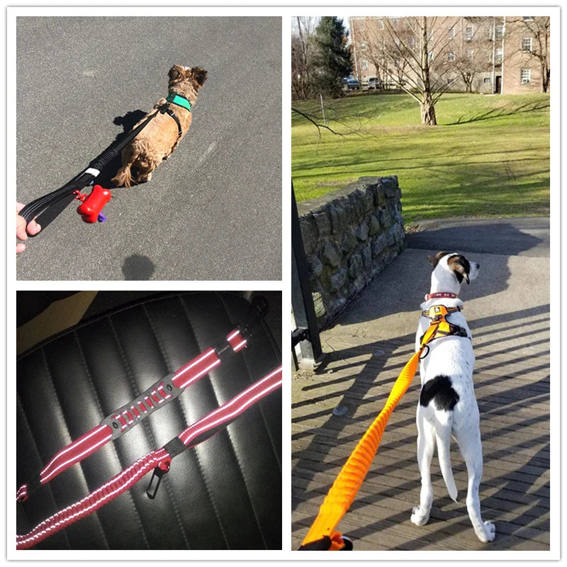 Bungee Dog Leash (Training, Shock Absorb)