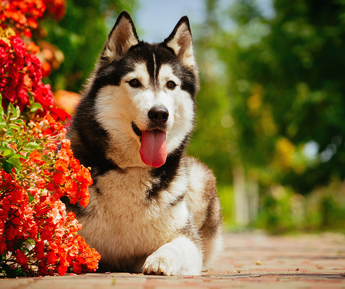 Dog Days Done Right: Essential Gear for Every Canine Adventure