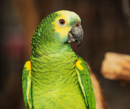 Pampered Parrot Paradise: Must-Have Accessories for Your Feathered Friend