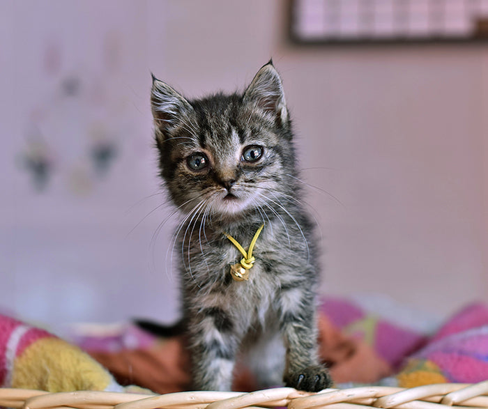 Cat's Castle: Essential Supplies for a Happy Feline