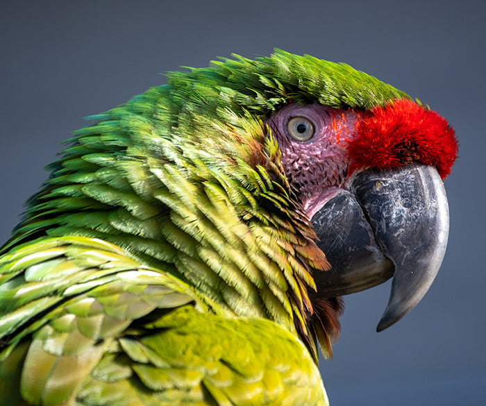 Pampered Parrot Paradise: Must-Have Accessories for Your Feathered Friend