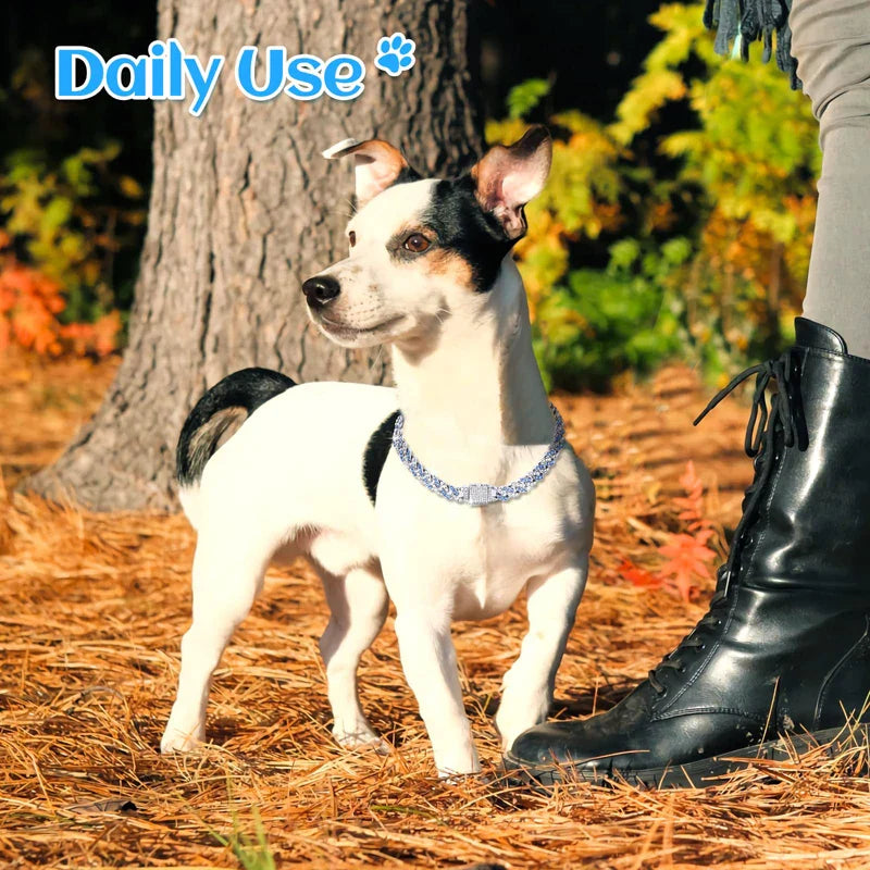 Sturdy Diamond Dog Chain Collar